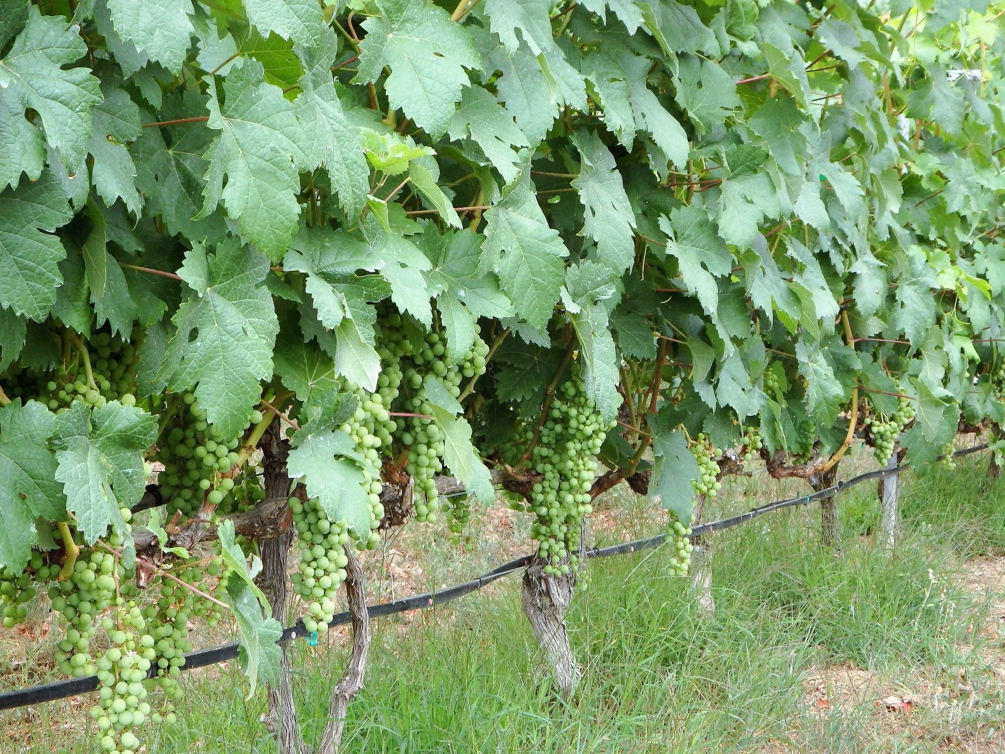 El Lagar Villa Icod De Los Vinos Eksteriør billede